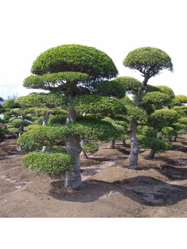 japanese-pruning-35_7 Японска резитба