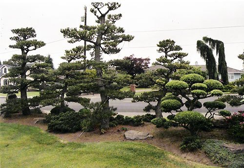japanese-pruning-35_9 Японска резитба