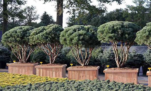 japanese-style-garden-planters-85_3 Градински саксии в японски стил