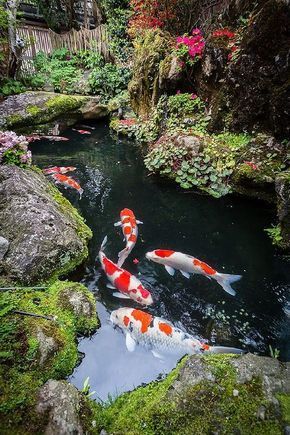 koi-pond-japanese-garden-89_2 Езерце кои японска градина