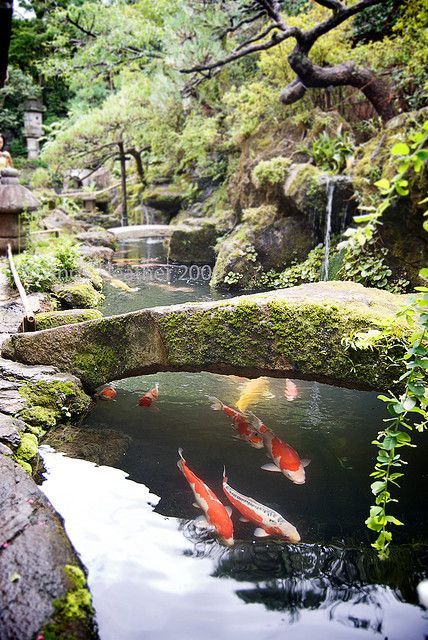 koi-pond-japanese-garden-89_4 Езерце кои японска градина