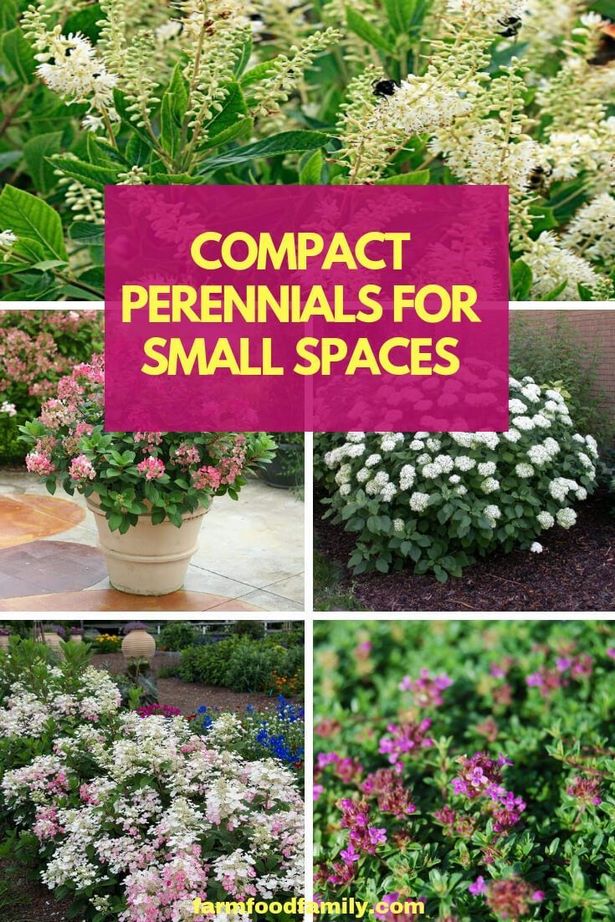 planting-flowers-in-small-spaces-98_11 Засаждане на цветя в малки пространства