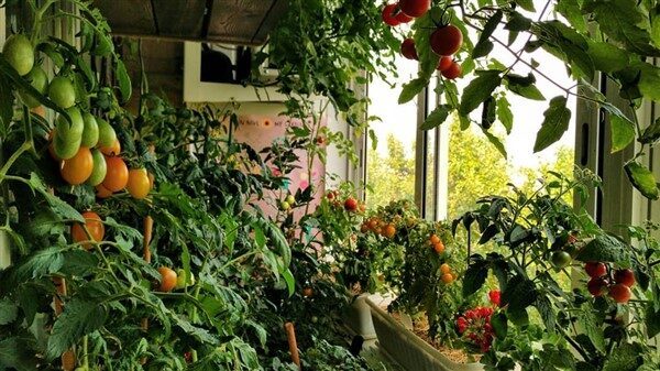 small-patio-vegetable-garden-ideas-68_11 Малък вътрешен двор зеленчукова градина идеи