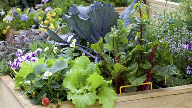 small-patio-vegetable-garden-ideas-68_16 Малък вътрешен двор зеленчукова градина идеи