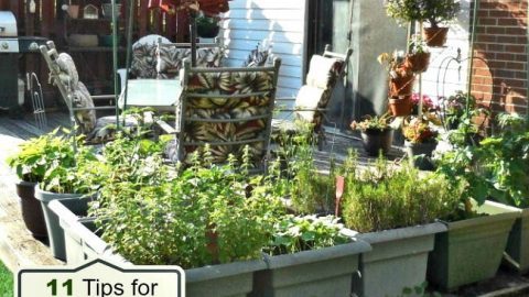 small-patio-vegetable-garden-ideas-68_5 Малък вътрешен двор зеленчукова градина идеи