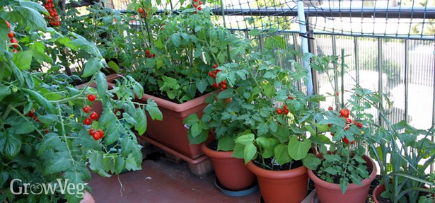 small-patio-vegetable-garden-ideas-68_6 Малък вътрешен двор зеленчукова градина идеи