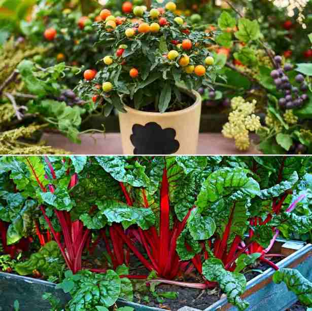 small-space-vegetable-garden-design-42_17 Малко пространство зеленчукова градина дизайн
