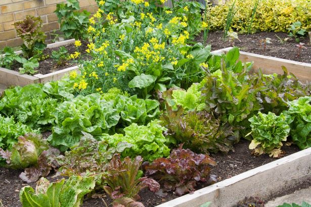 small-space-vegetable-garden-design-42_3 Малко пространство зеленчукова градина дизайн
