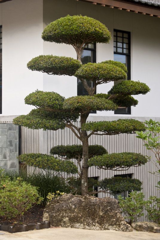 Малки дървета за японска градина