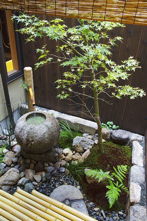 small-trees-for-japanese-garden-91_11 Малки дървета за японска градина