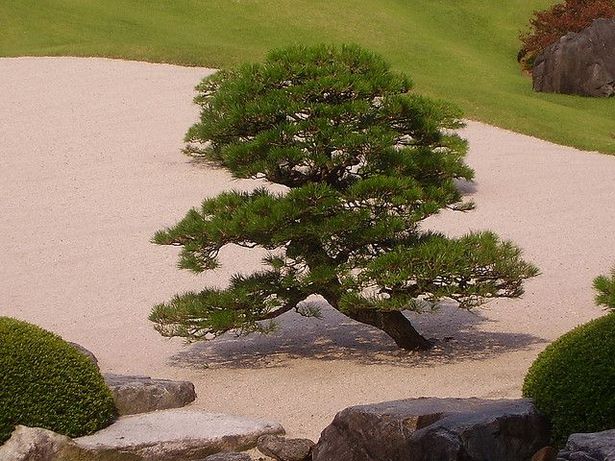 small-trees-for-japanese-garden-91_13 Малки дървета за японска градина