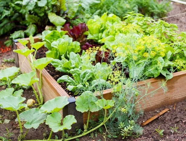 Спестяване на място идеи за зеленчукова градина