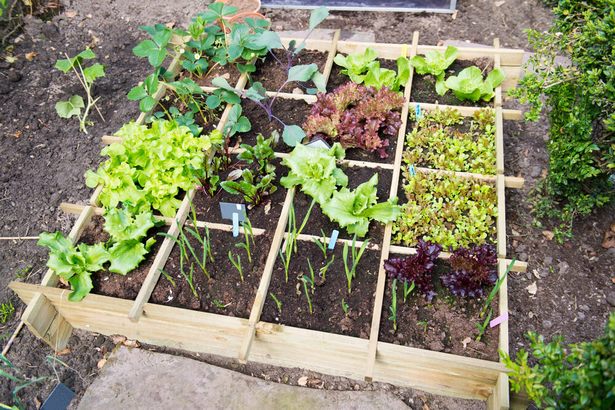 vegetable-garden-design-for-small-spaces-81_5 Дизайн на зеленчукова градина за малки пространства
