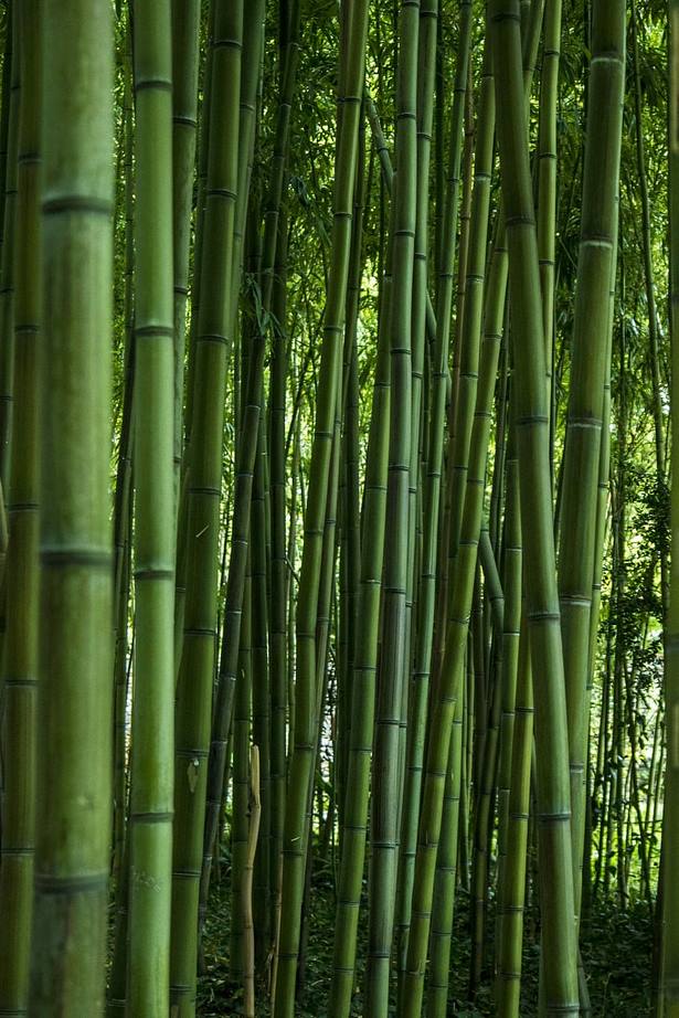 zen-bamboo-mini-garden-74_10 Дзен бамбук мини градина