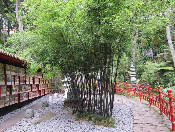 zen-bamboo-mini-garden-74_7 Дзен бамбук мини градина