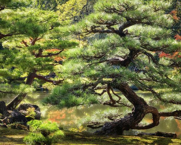 zen-garden-tree-57_5 Дзен градина дърво