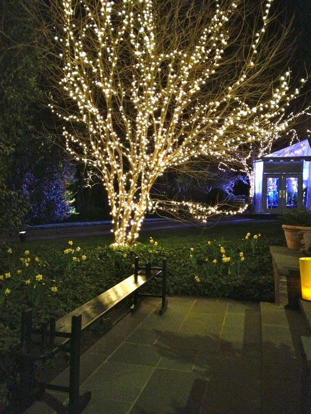 backyard-tree-lighting-ideas-19_13 Идеи за осветление на дървета в задния двор
