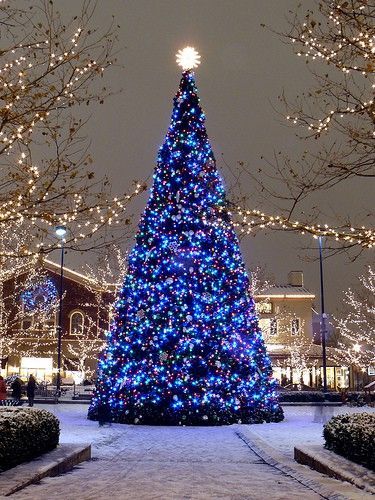 large-outdoor-xmas-tree-lights-59 Големи открит коледно дърво светлини