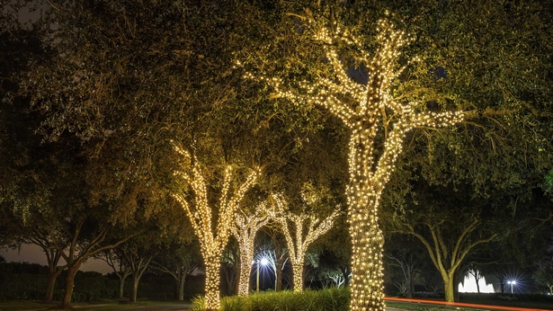 led-lights-for-tree-outdoor-lighting-26_15 Светодиодни светлини за дърво външно осветление