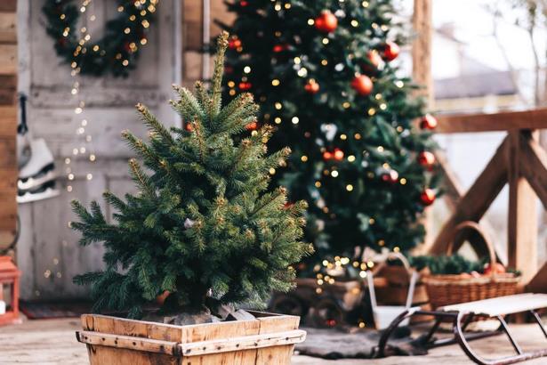 outdoor-christmas-tree-decorating-ideas-01_17 Открито коледно дърво декоративни идеи