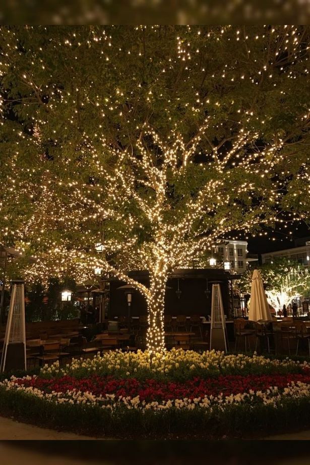 outdoor-tree-christmas-lighting-ideas-50_11 Открито дърво коледно осветление идеи