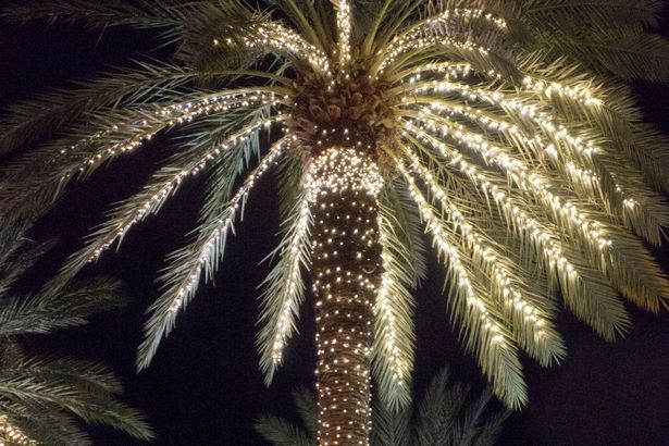 outdoor-tree-lighting-ideas-christmas-34_8 Открито дърво осветление идеи Коледа