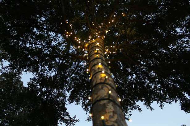 outside-tree-lights-06 Външни светлини за дърво