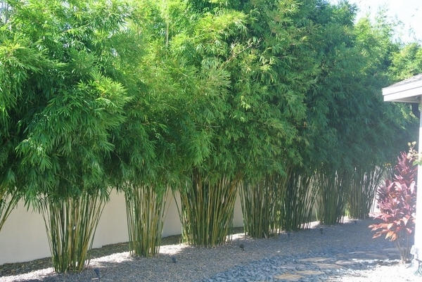 bamboo-landscaping-ideas-56_12 Идеи за озеленяване на бамбук