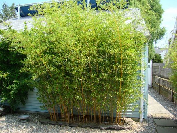 bamboo-landscaping-ideas-56_19 Идеи за озеленяване на бамбук