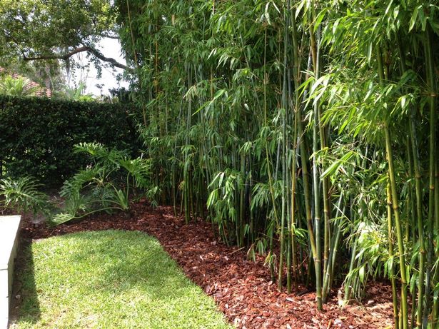 bamboo-landscaping-ideas-56_3 Идеи за озеленяване на бамбук