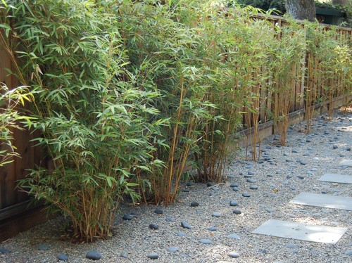 bamboo-landscaping-ideas-56_8 Идеи за озеленяване на бамбук