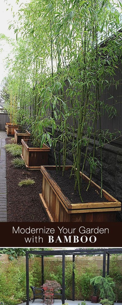 bamboo-landscaping-ideas-56_9 Идеи за озеленяване на бамбук