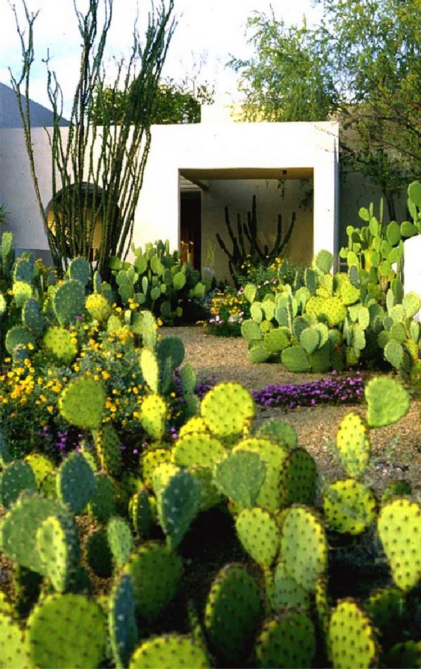 cactus-landscaping-ideas-24 Идеи за озеленяване на кактуси