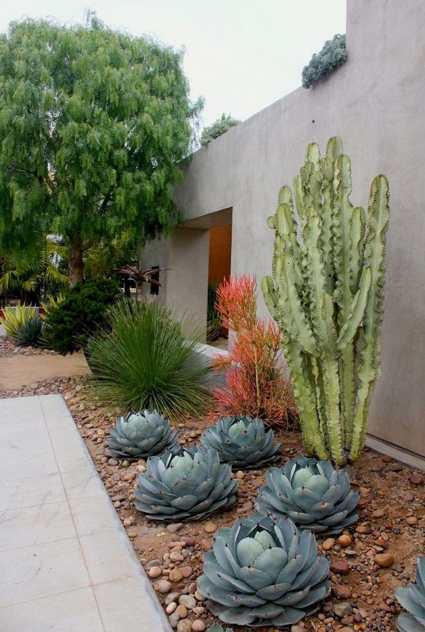 cactus-landscaping-ideas-24_10 Идеи за озеленяване на кактуси