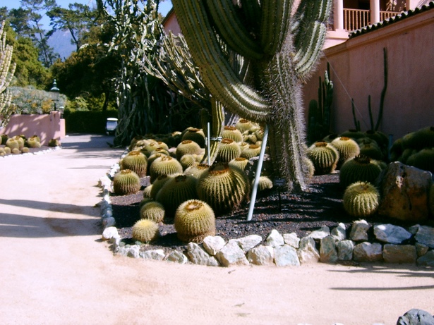 cactus-landscaping-ideas-24_11 Идеи за озеленяване на кактуси