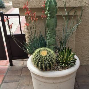 cactus-landscaping-ideas-24_13 Идеи за озеленяване на кактуси