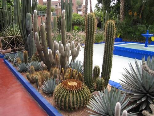 cactus-landscaping-ideas-24_16 Идеи за озеленяване на кактуси