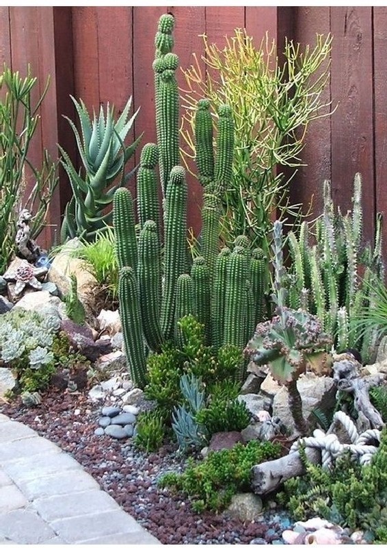 cactus-landscaping-ideas-24_18 Идеи за озеленяване на кактуси