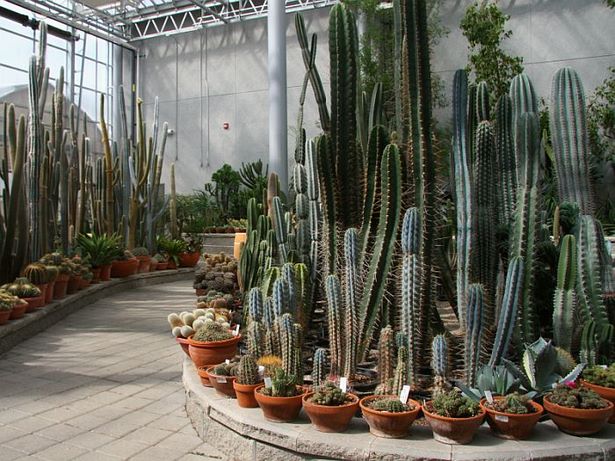 cactus-landscaping-ideas-24_2 Идеи за озеленяване на кактуси