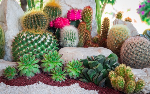 cactus-landscaping-ideas-24_20 Идеи за озеленяване на кактуси