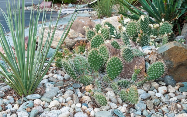 cactus-landscaping-ideas-24_4 Идеи за озеленяване на кактуси