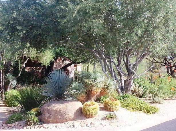 cactus-landscaping-ideas-24_9 Идеи за озеленяване на кактуси
