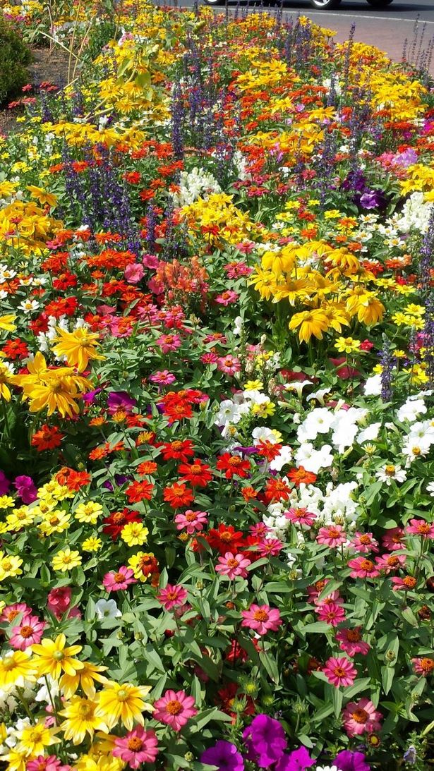 photos-of-flower-garden-designs-40_11 Снимки на цветни градински дизайни