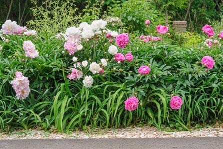 photos-of-flower-garden-designs-40_8 Снимки на цветни градински дизайни