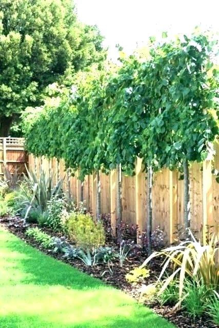 privacy-landscaping-ideas-for-small-yards-77_13 Идеи за озеленяване на малки дворове