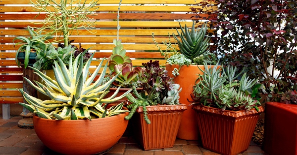 small-space-gardening-ideas-pictures-15_15 Малко пространство градинарство идеи снимки