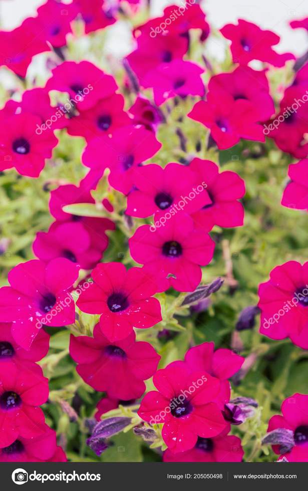 beautiful-outdoor-flower-pots-81_13 Красиви саксии за цветя на открито
