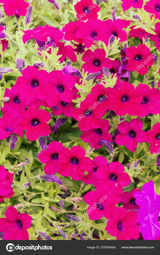 beautiful-outdoor-flower-pots-81_9 Красиви саксии за цветя на открито