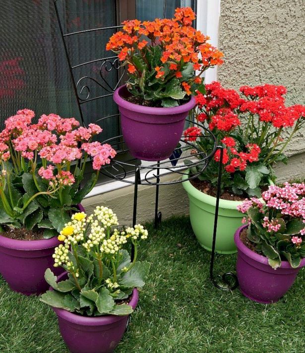 colorful-container-garden-ideas-54_7 Цветни контейнерни градински идеи