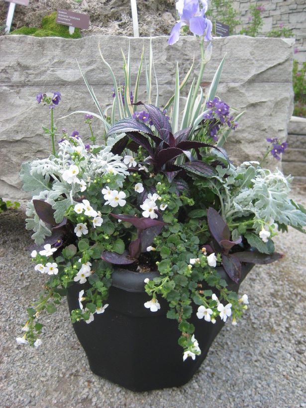 designs-for-planting-flower-pots-63_13 Дизайн за засаждане на саксии за цветя